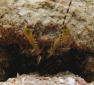 Giant_Hermit_Crab_Petrochirus_diogenes_macro_Belize_R_Cosgrove