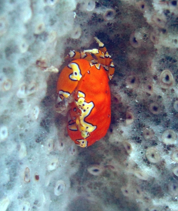 Unidentified_crab_1cm_Belize_R_Cosgrove